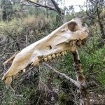 Aventura en la Naturaleza: Descubriendo el Barranco de la Morera y la Senda Balsuki
