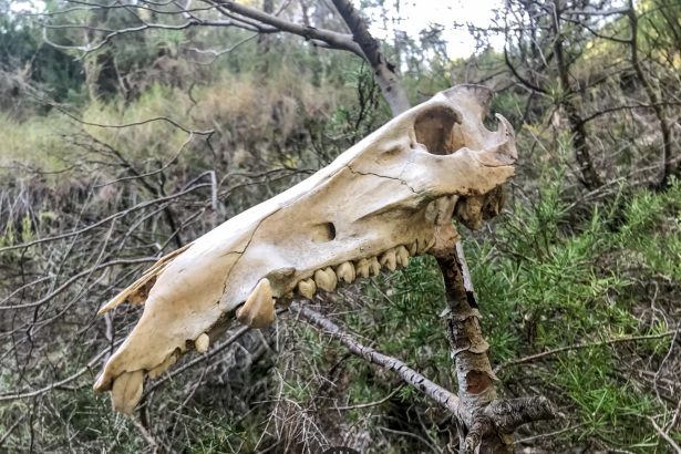 Aventura en la Naturaleza: Descubriendo el Barranco de la Morera y la Senda Balsuki
