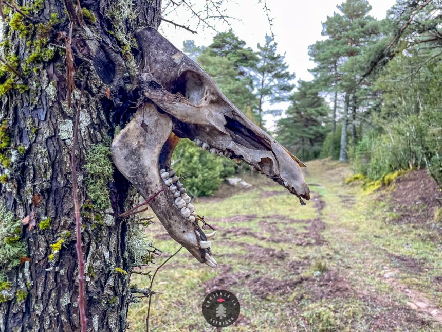 Descubre la Magia de la Sierra de Bones: Ruta Senderista Inolvidable desde Arguis