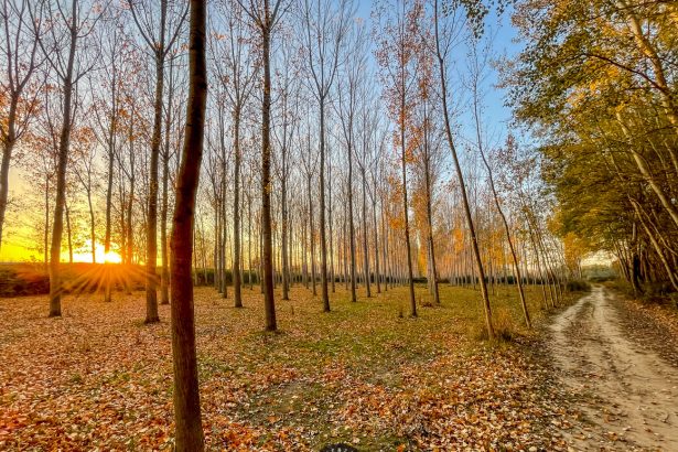 Ruta Ciclista por el Ebro: De Casetas a Sobradiel a Través de Paisajes Inolvidables
