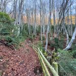 Ruta Senderista Hayedo del Peiro: Un recorrido entre la magia natural de los bosques